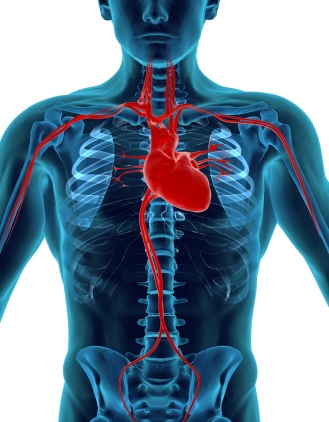 human-heart-circulation-image