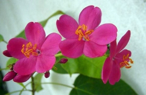 Fusia blossom edited2