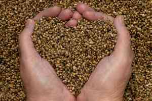 hemp-seed-oil-benefits